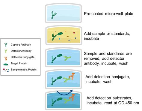 Enzyme Linked Immunosorbent Assay .